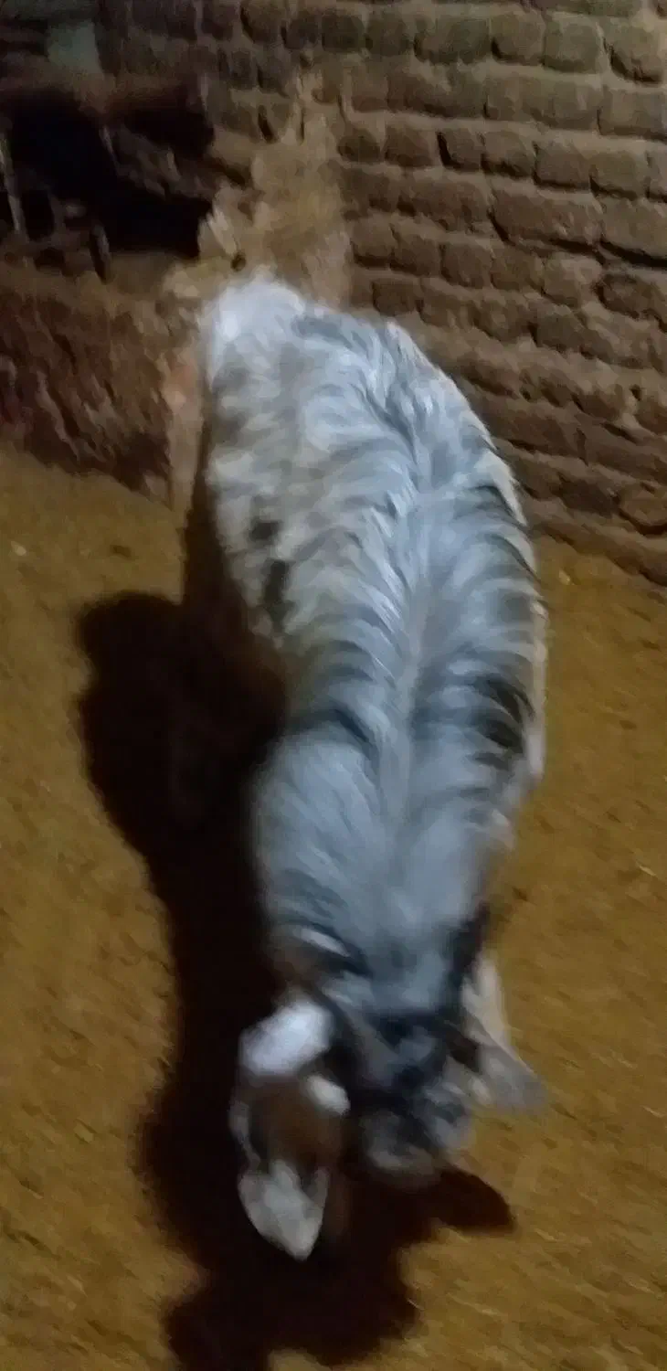 بز نر|حیوانات مزرعه|بروجرد, |دیوار