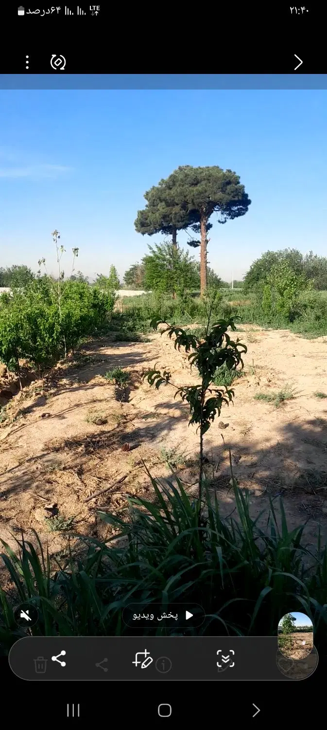 باغچه|خدمات باغبانی و درختکاری|قلعه نو, |دیوار
