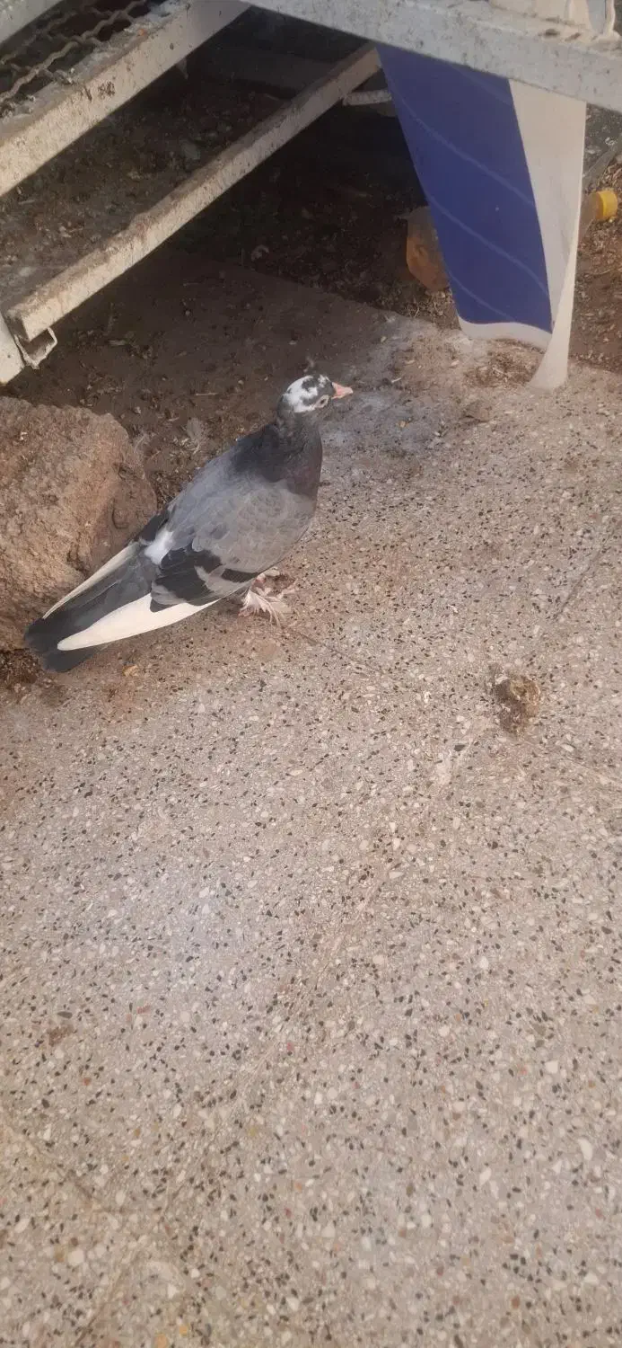 میناب|پرنده|میناب, |دیوار