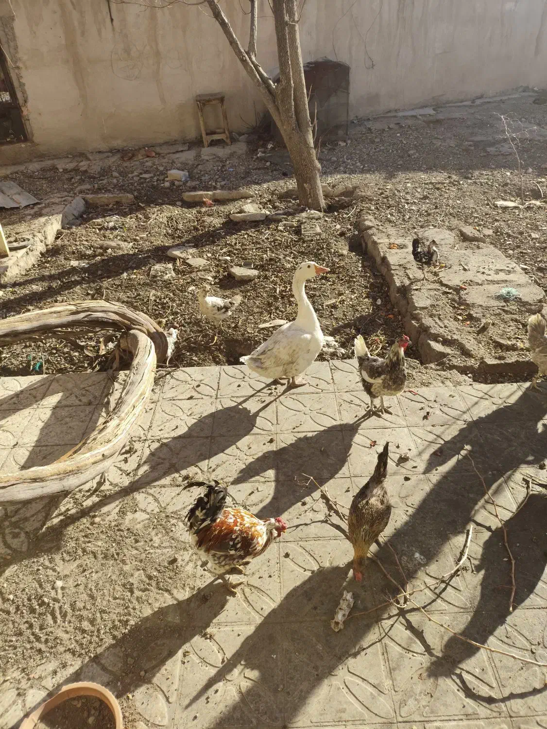 غاز|حیوانات مزرعه|فولادشهر, زاینده رود|دیوار