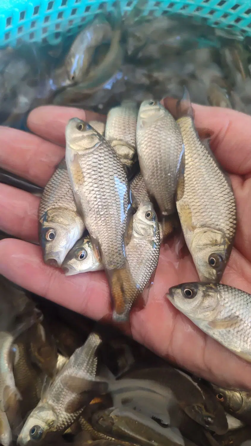ماهی carp|ماهی|سنندج, |دیوار