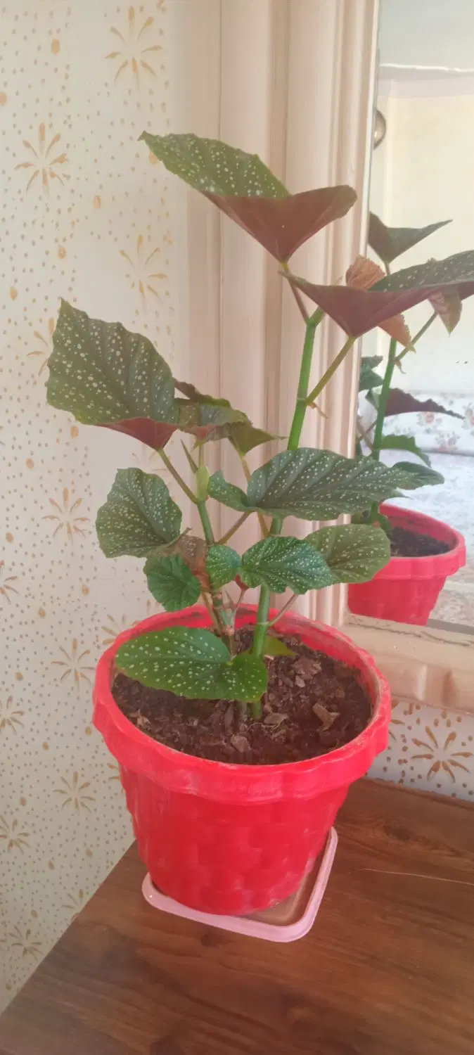 گل طبیعی|گل و گیاه طبیعی|ایلام, |دیوار