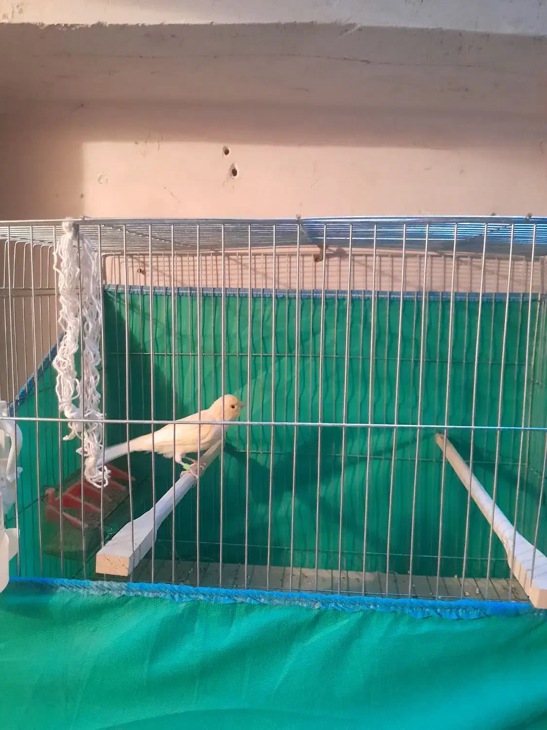 قناری|پرنده|همدان, |دیوار