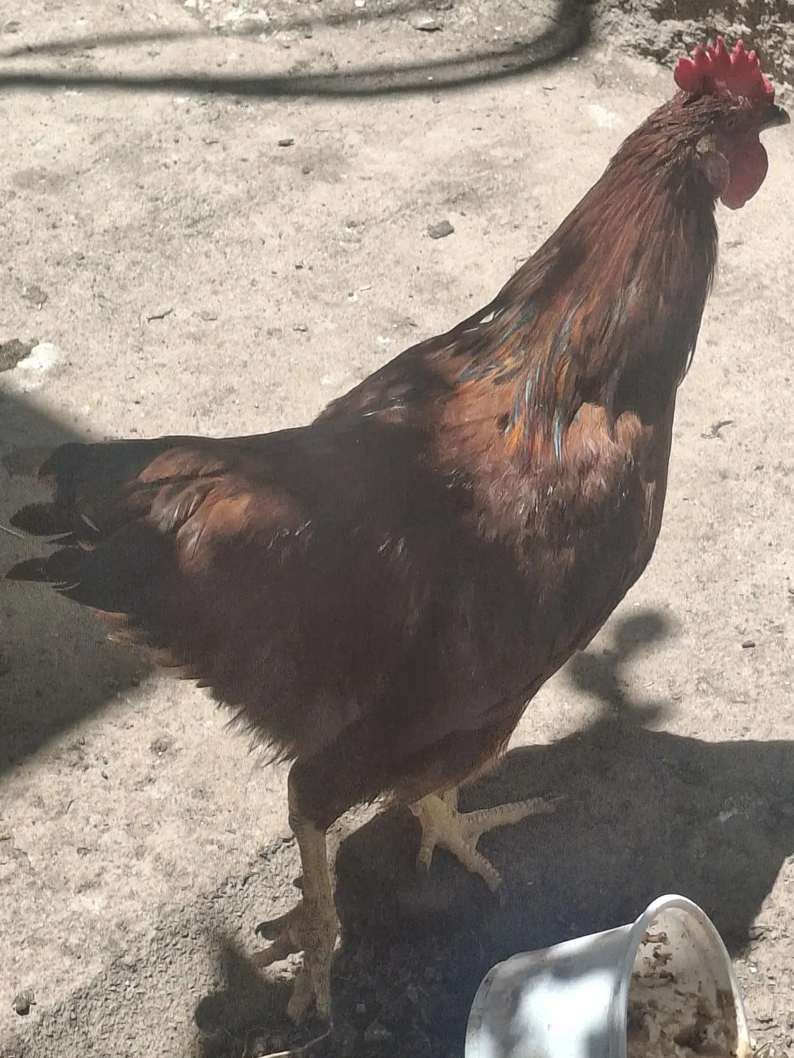 خروس|حیوانات مزرعه|شوط, |دیوار