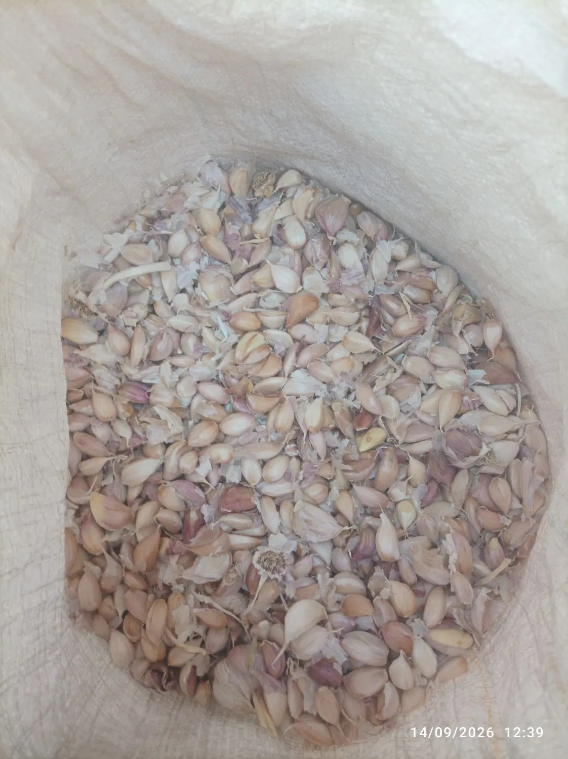 سیر|عمده‌فروشی|کرمان, |دیوار