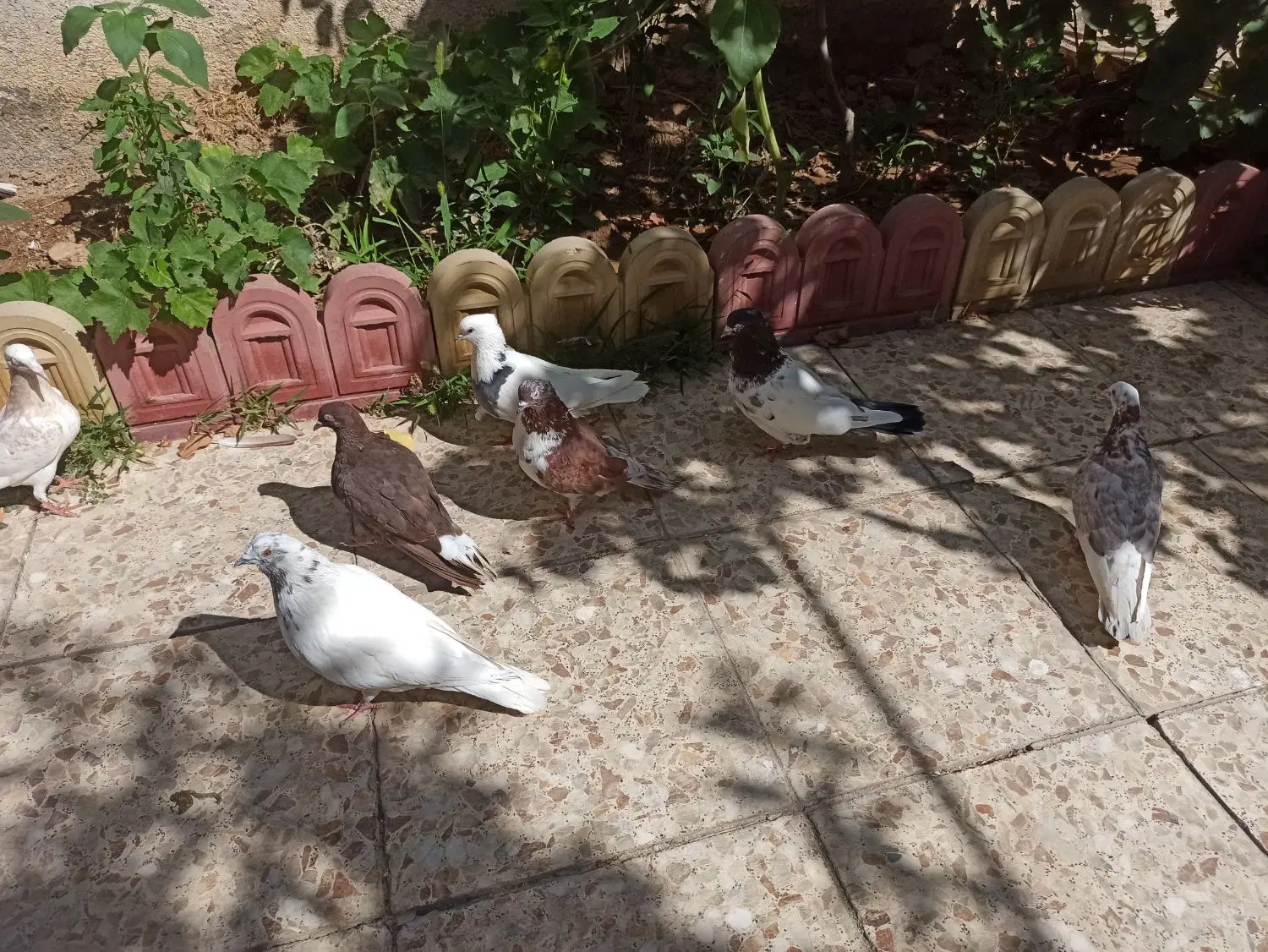 کفتر|پرنده|کبودرآهنگ, |دیوار