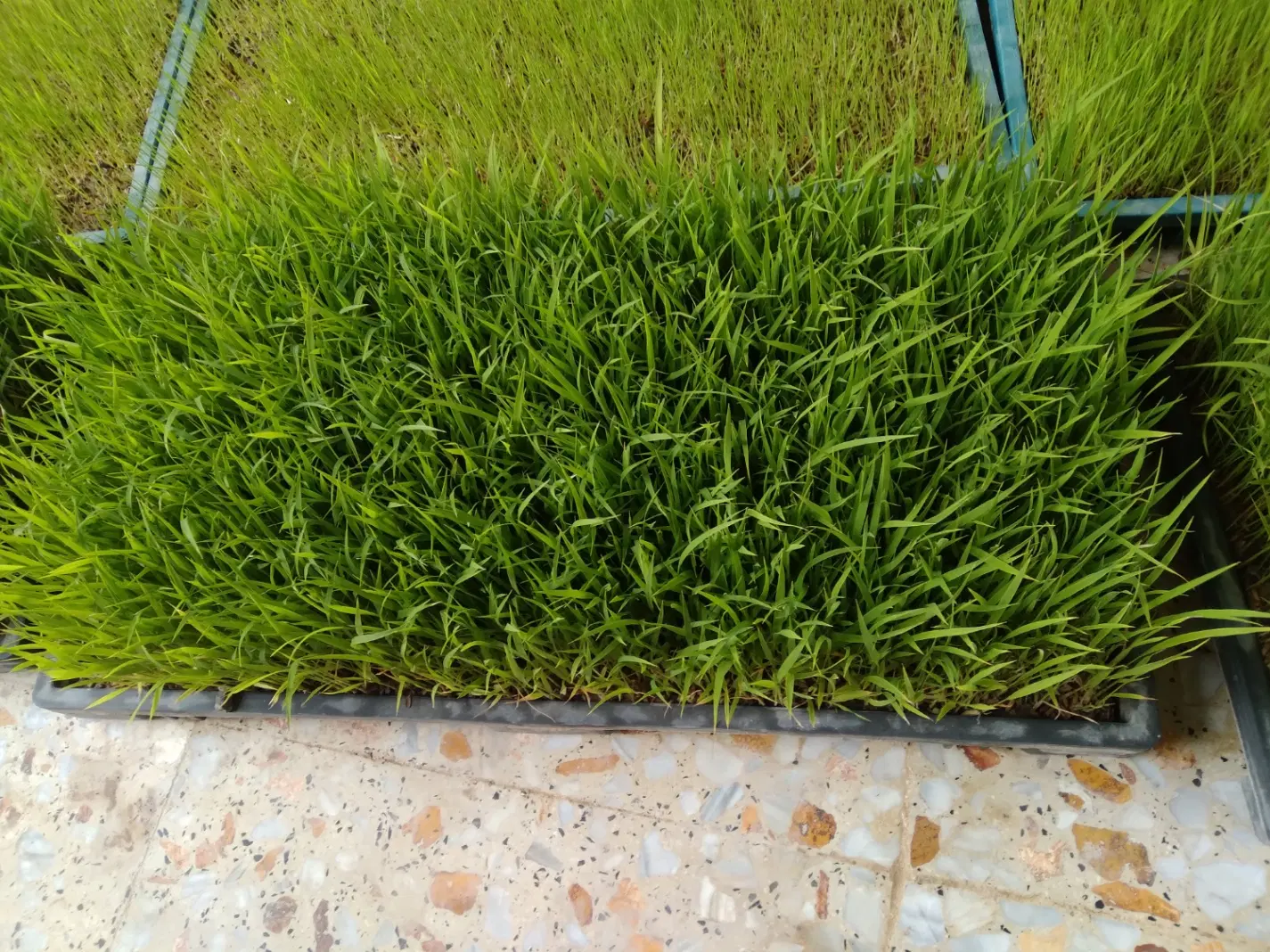 نشا|گل و گیاه طبیعی|رستمآباد, |دیوار