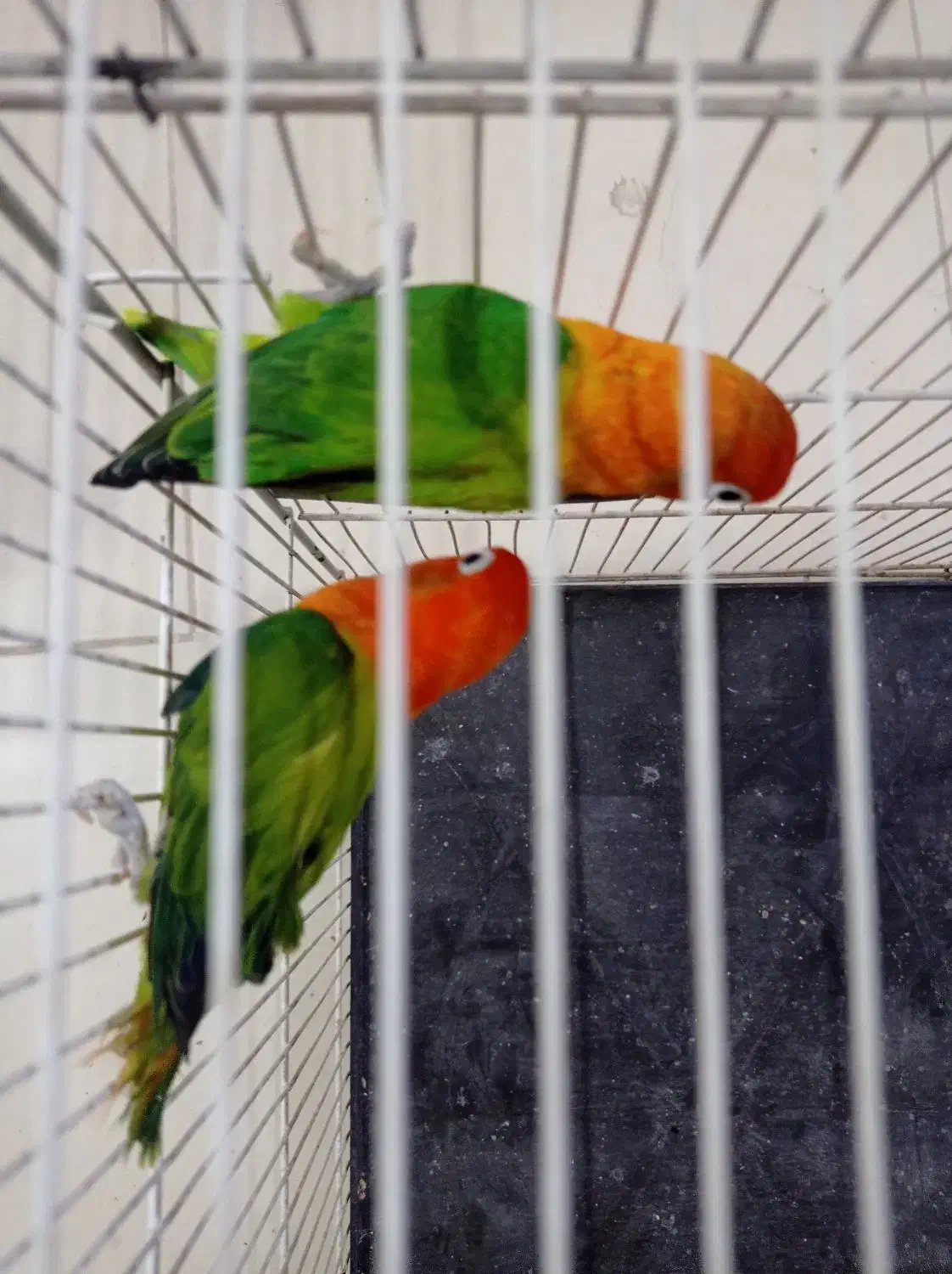 جفت مولدجوجه نروماده کوتوله گرینچیک عروس طوطی|پرنده|مشهد, کشف|دیوار