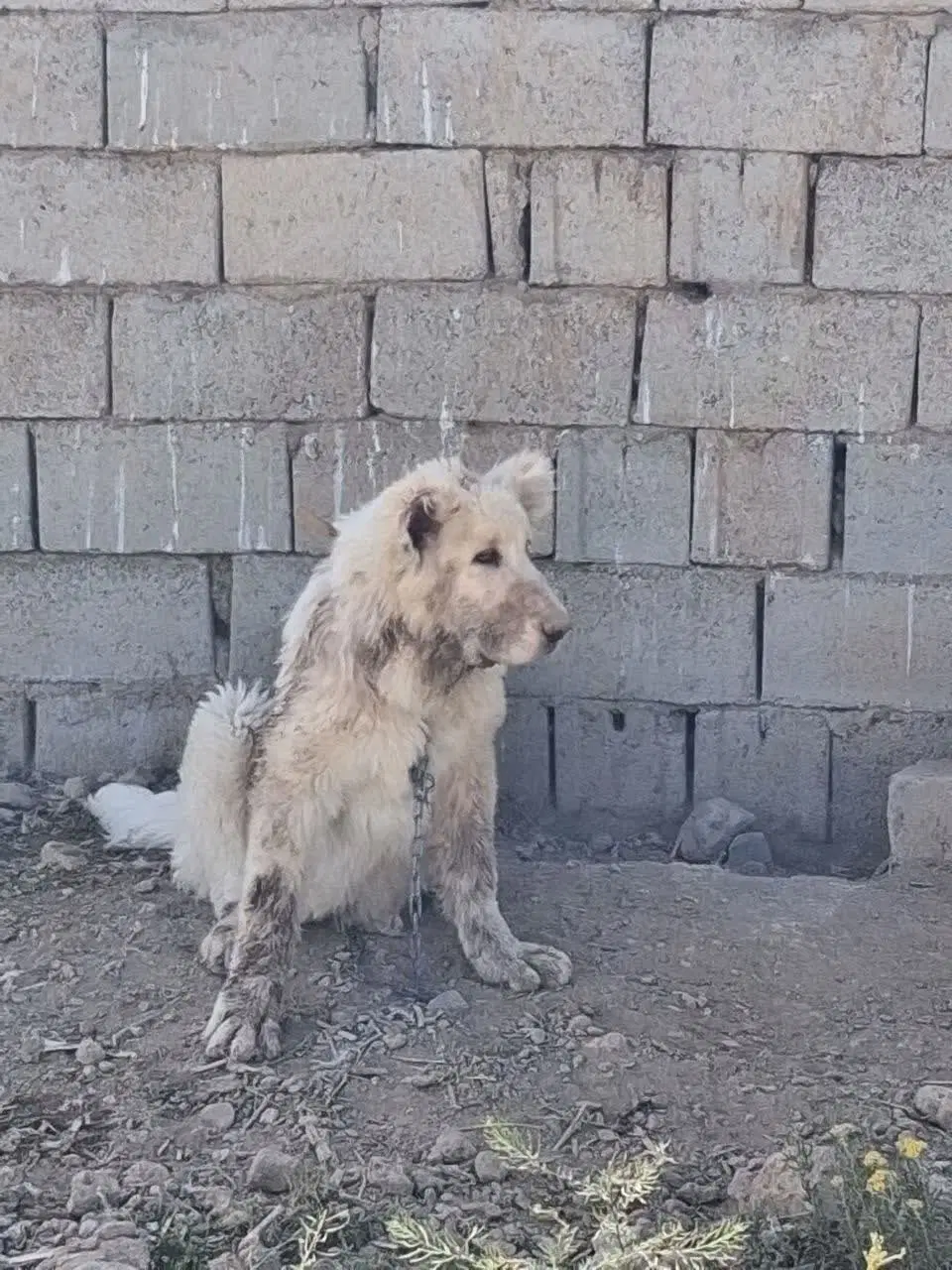 سگ گله|سگ|فولادشهر, A6|دیوار