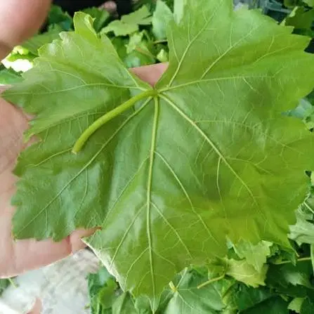برگ مو|خوردنی و آشامیدنی|مشهد, احمدآباد|دیوار