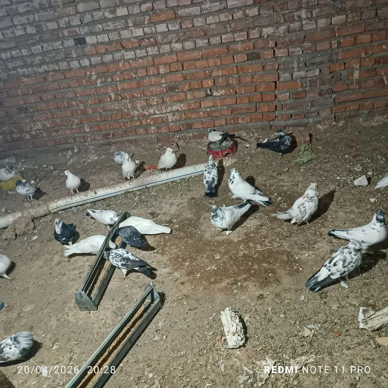 کبوتر|پرنده|مهاباد (آذربایجان غربی), |دیوار