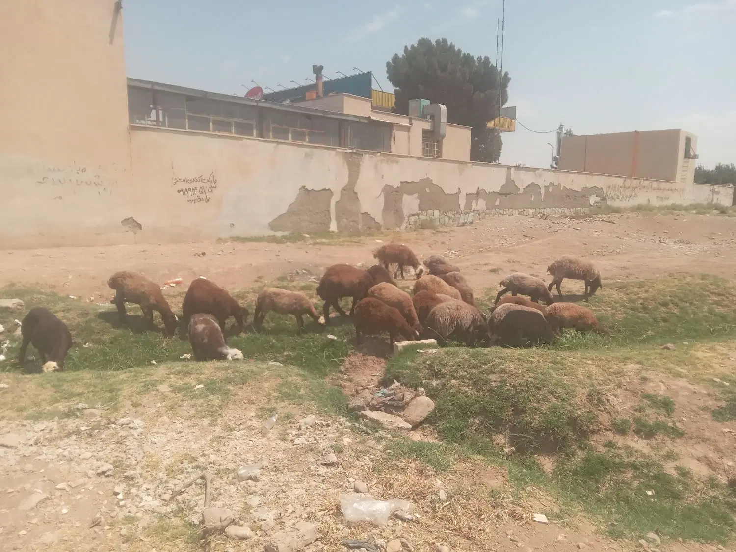 بره|حیوانات مزرعه|هشتگرد, تهران دشت|دیوار