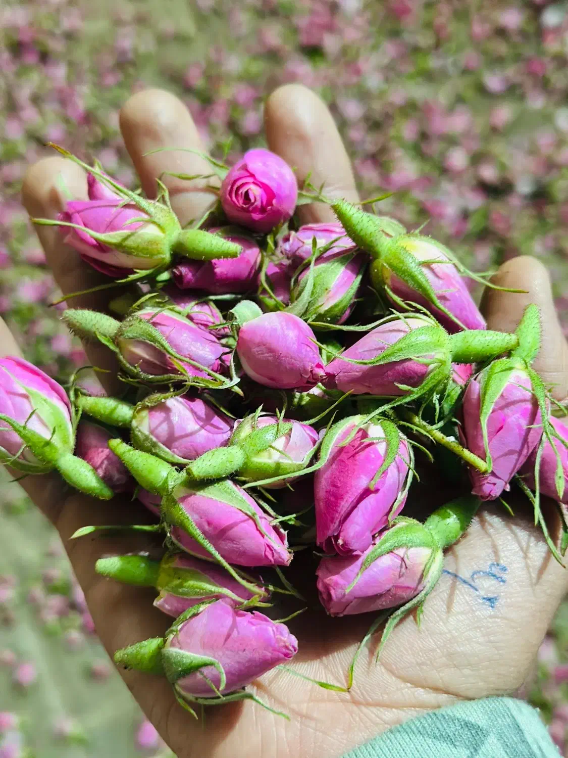 گل محدی|خوردنی و آشامیدنی|شیراز, رازی|دیوار