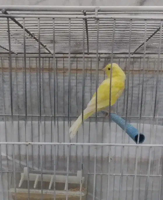 قناری ماده زرد درشت|پرنده|یزد, |دیوار