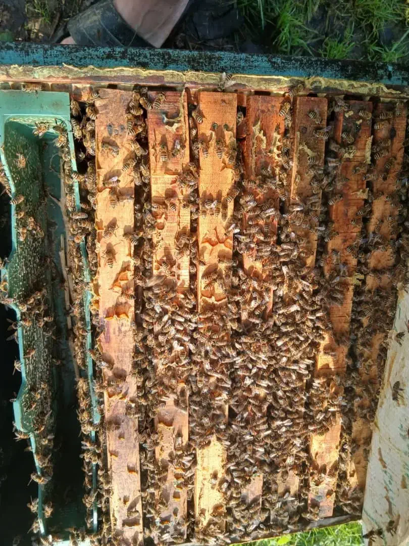 زنبورعسل|حیوانات مزرعه|اصفهان, بوستان ناژوان|دیوار