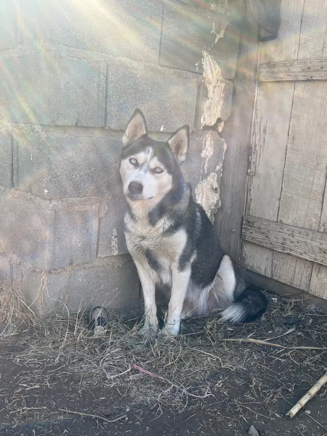 سگ حاسکی|سگ|کلاله, |دیوار