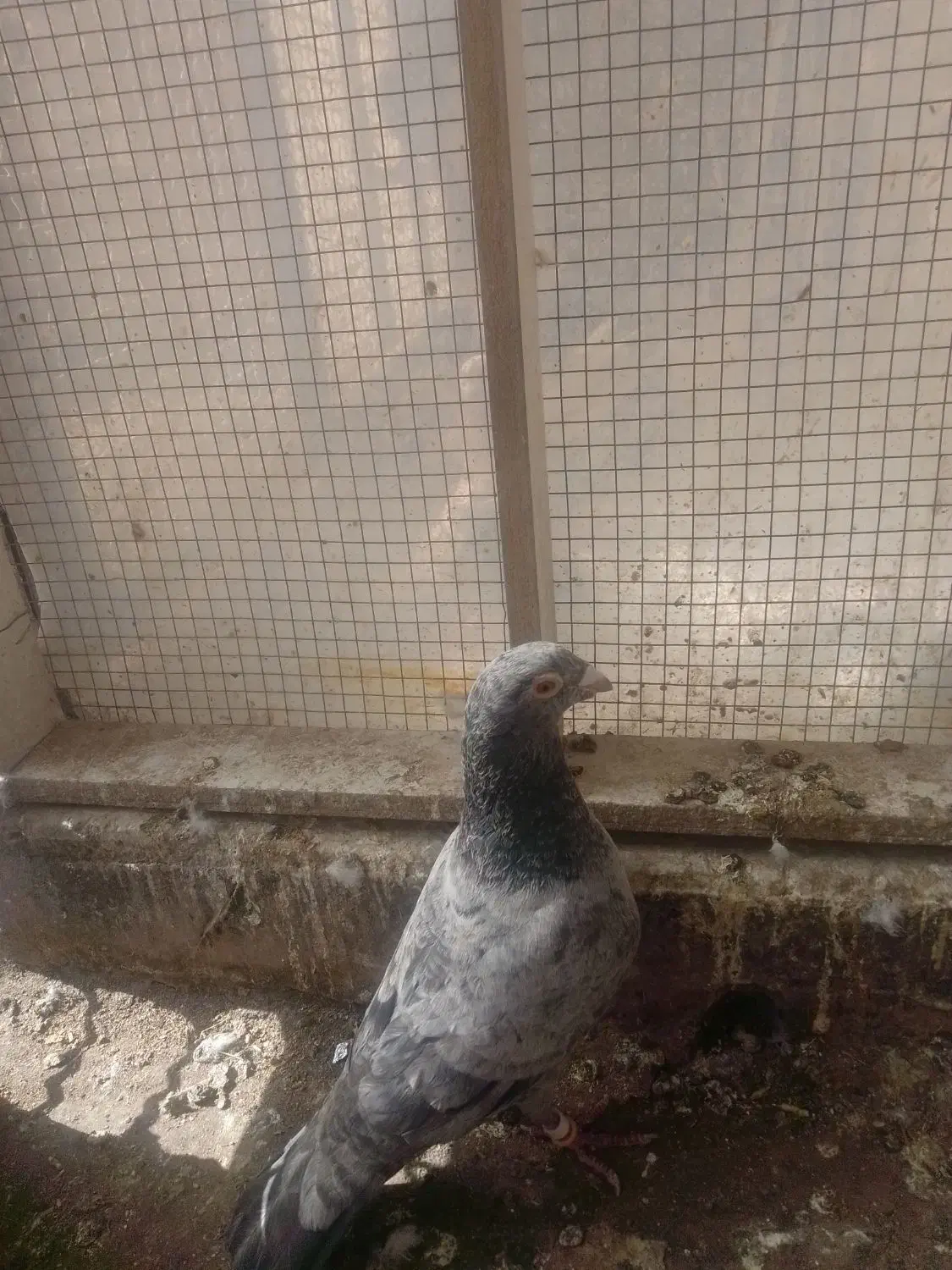 دوتا|پرنده|مشهد, محمدآباد|دیوار