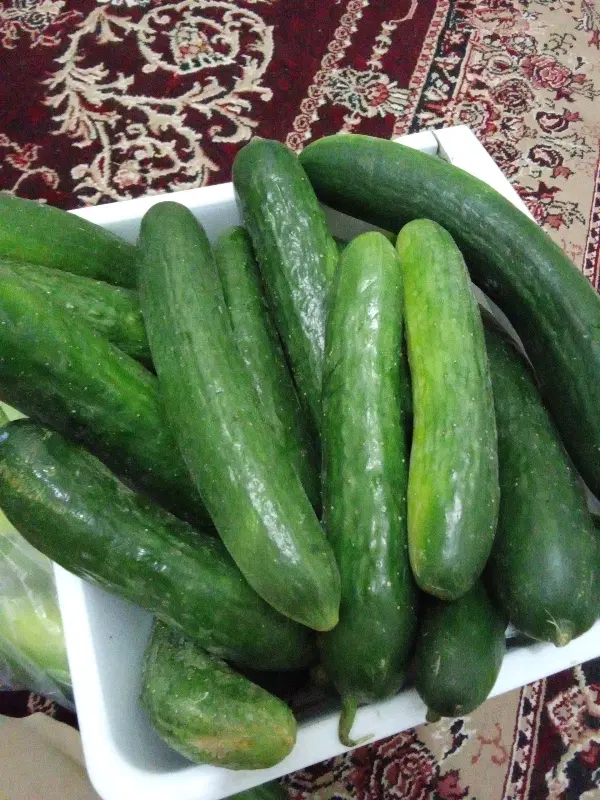 خیار|خوردنی و آشامیدنی|ارومیه, |دیوار