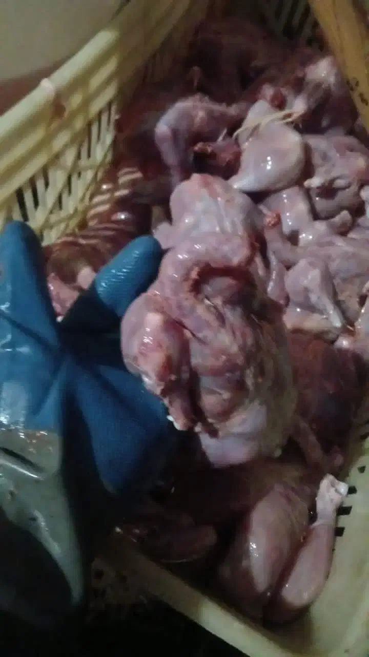 غذای سگ|لوازم جانبی حیوانات|گنبد کاووس, |دیوار