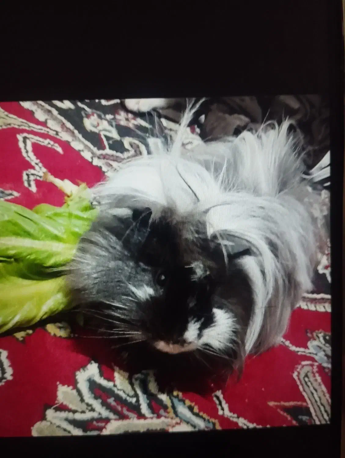 خوکچه هندی|موش و خرگوش|اقبالیه, |دیوار