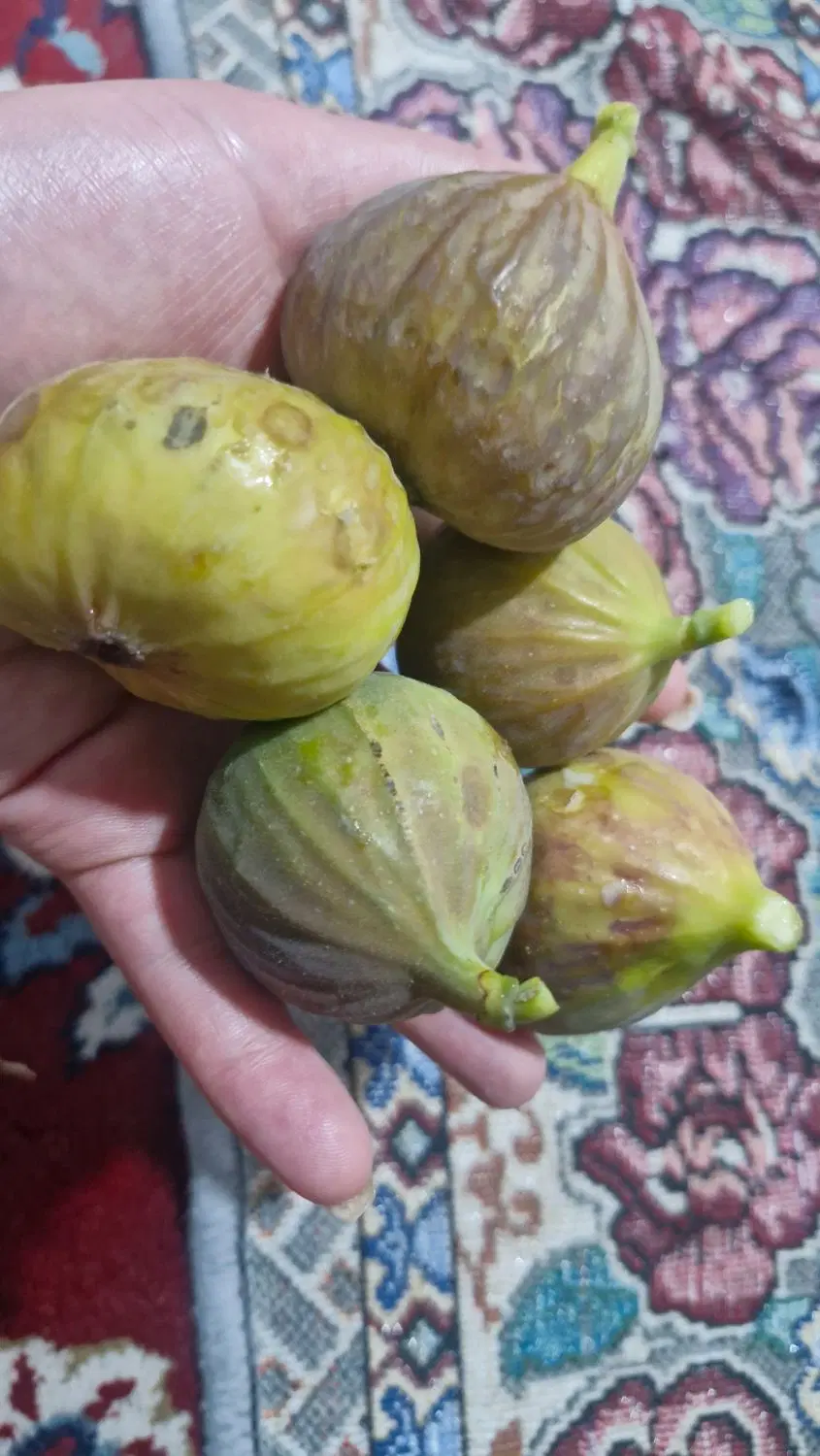 انجیر|خدمات باغبانی و درختکاری|بجنورد, |دیوار