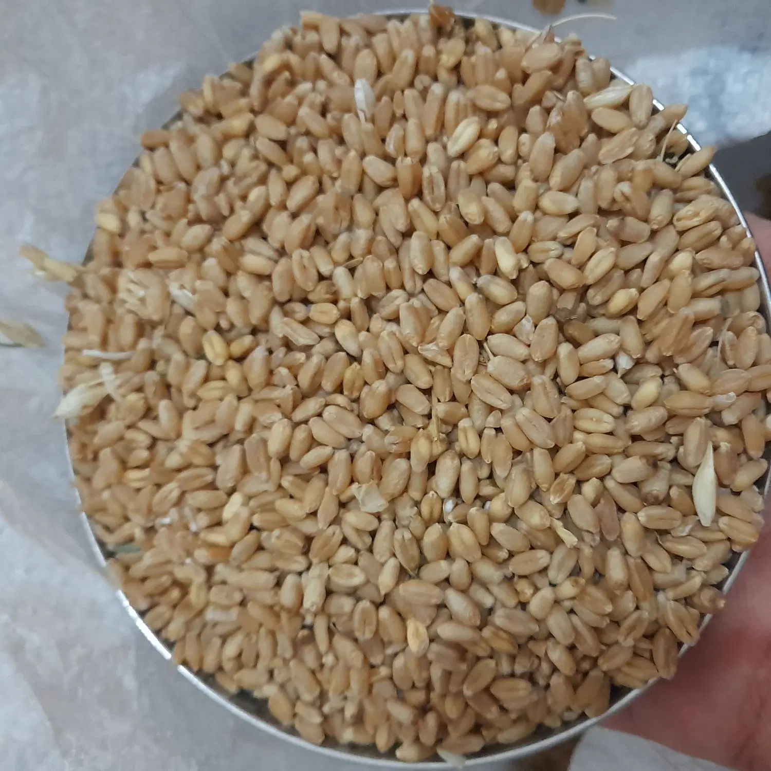 گندم|عمده‌فروشی|نورآباد ممسنی, |دیوار