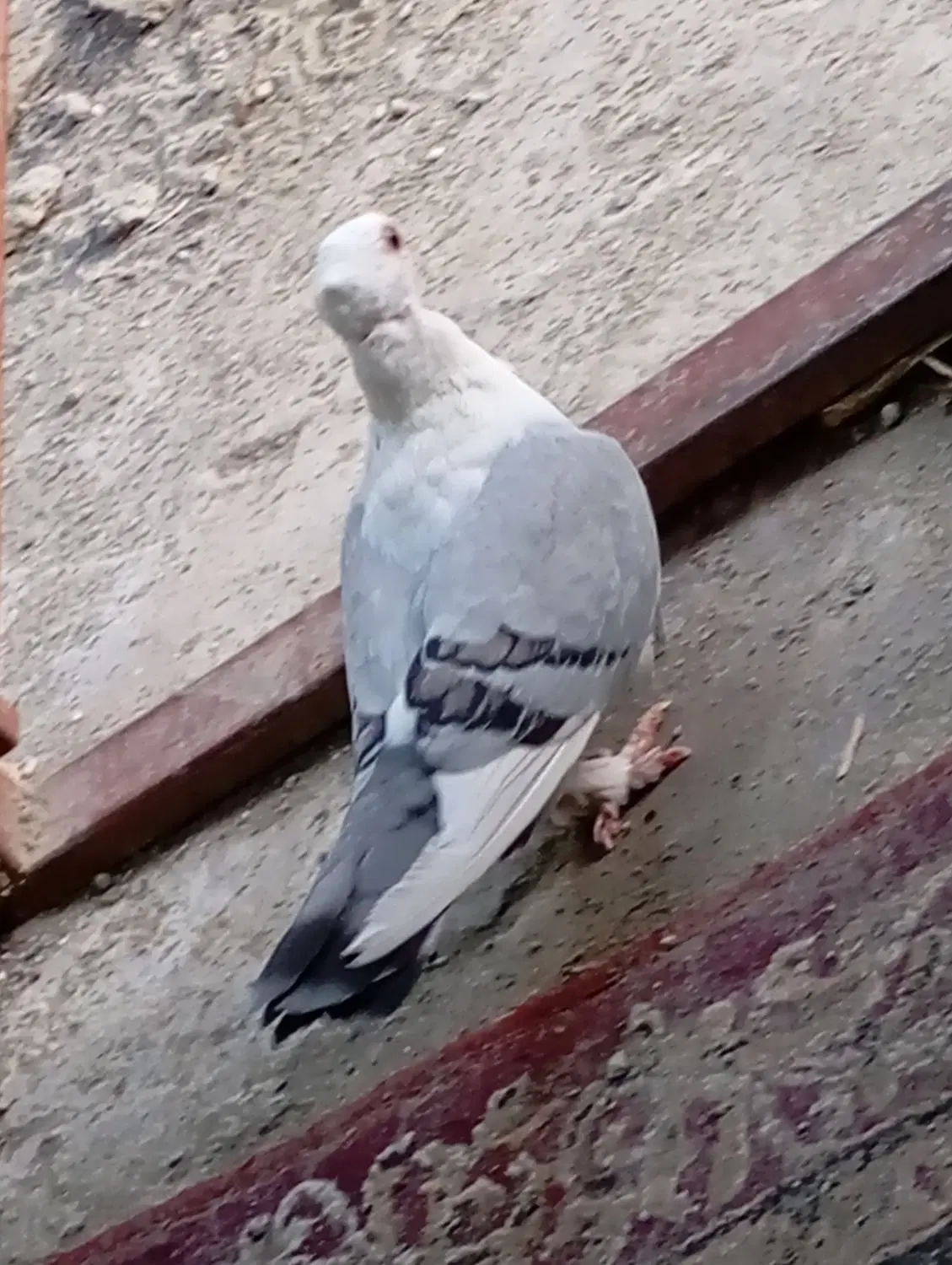 کفتر|پرنده|چاه مرید, |دیوار