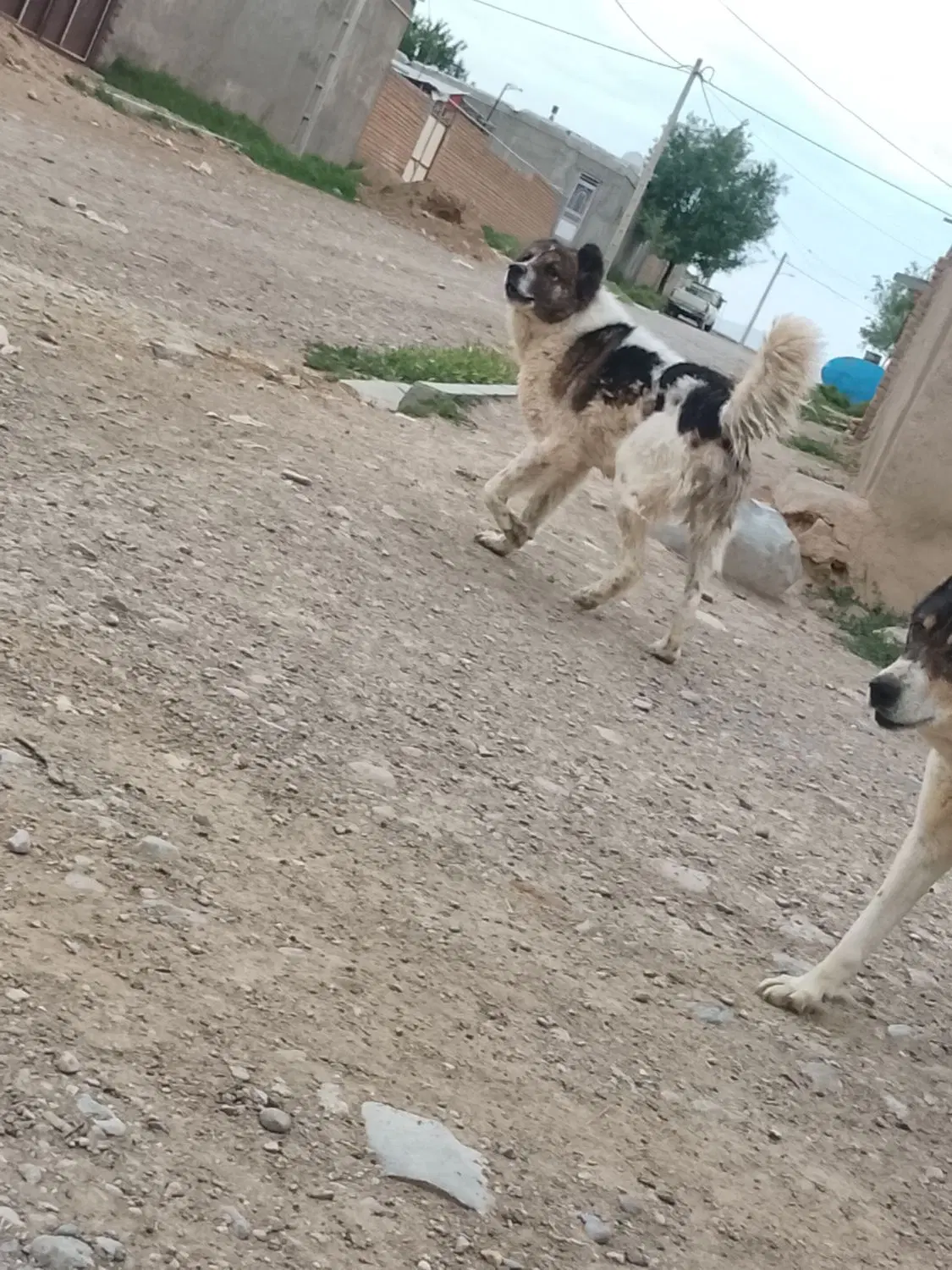 سگ آدمی|سگ|قوچان, |دیوار