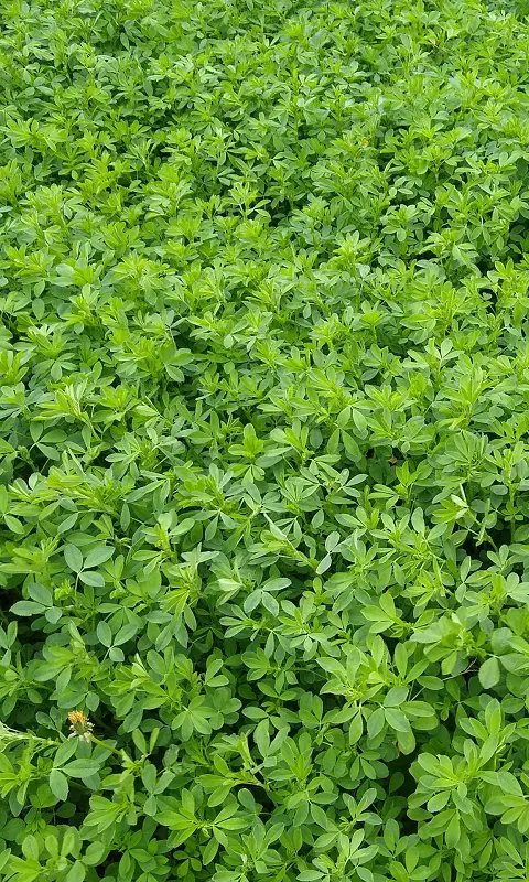 یونجه|خدمات باغبانی و درختکاری|شاهین دژ, |دیوار