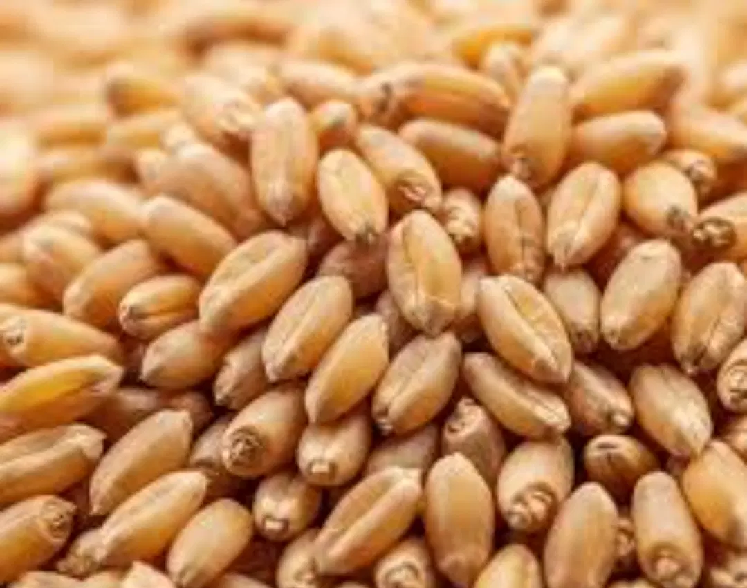 گندم دو تن|خدمات باغبانی و درختکاری|آبدانان, |دیوار