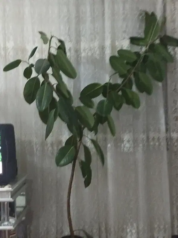 عکس|گل و گیاه طبیعی|ملکان, |دیوار
