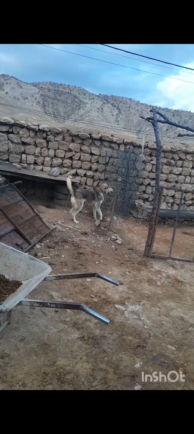 سگ پژدر|سگ|کارزان, |دیوار