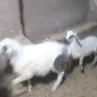 بره نر