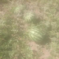 هندوانه