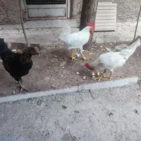 ۳ عدد خروس
