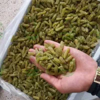 کشمش سبز قلمی کاشمر مستقیم از باغدار