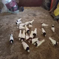 کفتر