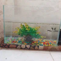 آکواریوم و ماهی