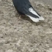 کفتر اویناخ