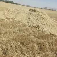 کاه گندم