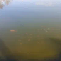 ماهی قرمز ۳الی ۵ بند