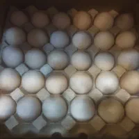 تخم مرغ محلی دو زرده