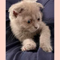 گربه اسکاتیش