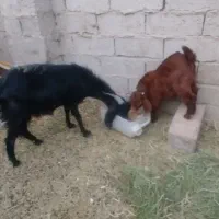 چهار عدد بز دم خونه ای