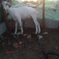 کهر بز