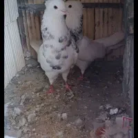 کبوتر معاوضه بی اکانت یا هر چیز دیگر