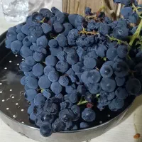 انگور سیاه