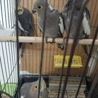 عروس هلندی
