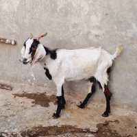 یک‌بزمری