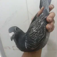 کفتر